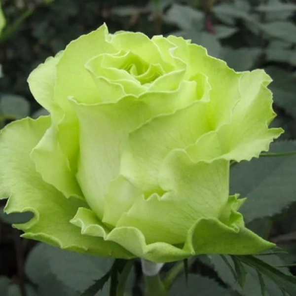 Роза Чайно-Гибридная Доллар