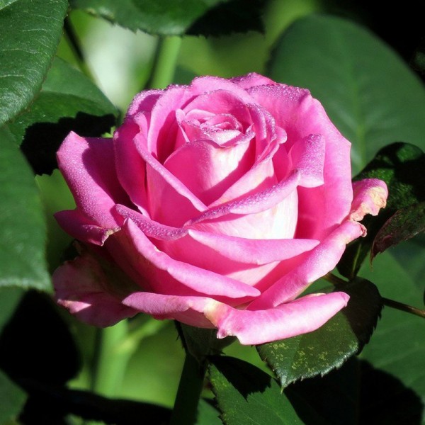 Роза Чайно-Гибридная Аква