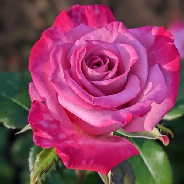 Роза Чайно-Гибридная Моди Блю
