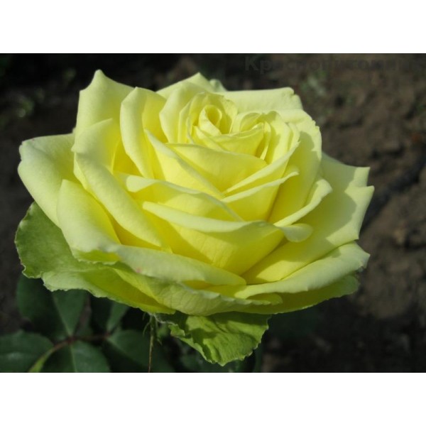 Розы Чайно-Гибридная Амандина