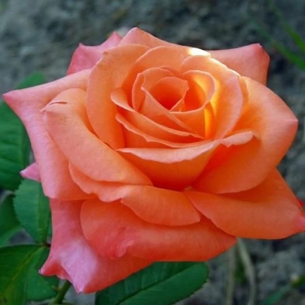 Роза Чайно-Гибридная Султан
