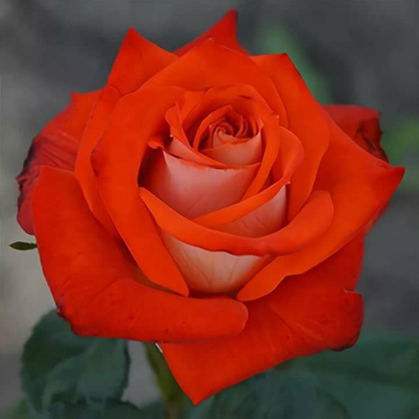 Роза Чайно-Гибридная Верано