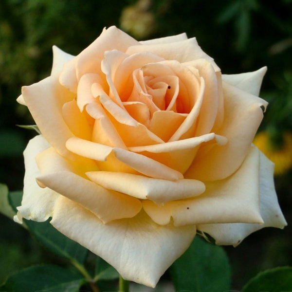 Роза Чайно-Гибридная Версилия