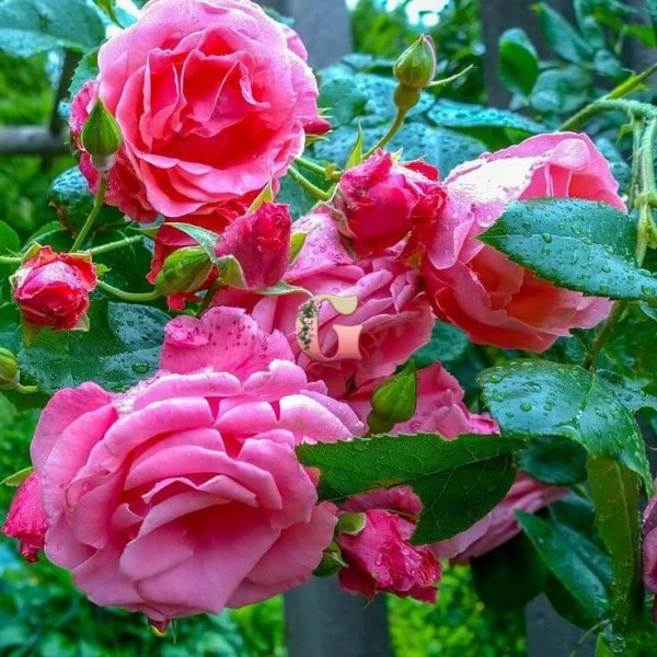 Роза Плетистая Лавинья