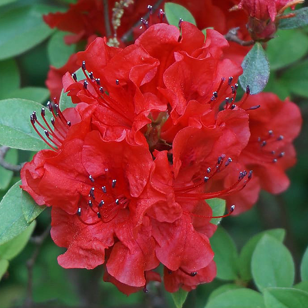 Рододендрон Red Phododendron Shrub