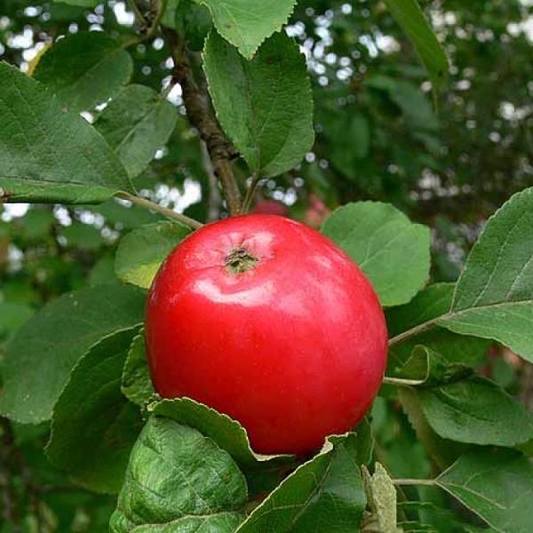 Яблоня Малиновка