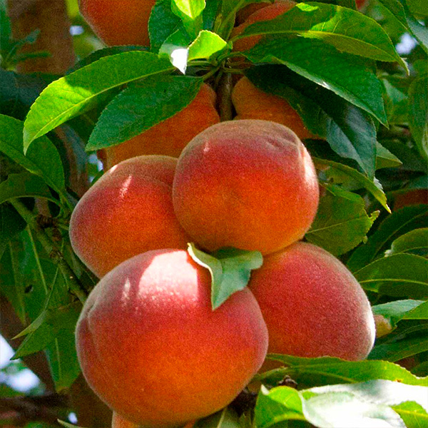 Колоновидный персик Сувенир