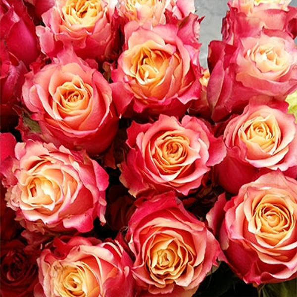 Роза Чайно-Гибридная 3Д
