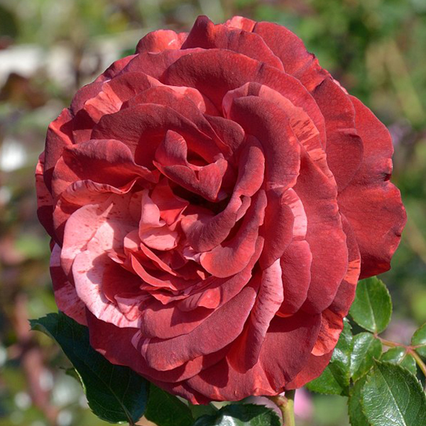 Роза Парковая Брауни